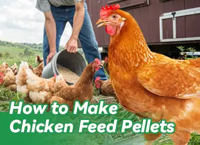 How to Make Chicken Feed Pellets: Save Money and Improve Nutrition