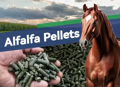 Why Alfalfa Pellets Are The Best Feed Option For Horses