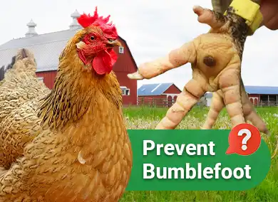 8 Ways to Prevent Bumblefoot in Backyard Chickens