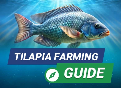Tilapia Feed Selection and Profit Boosting Guide