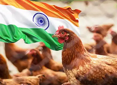Starting from Scratch: Launching Your Chicken Farm in India