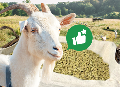 How to Feed Goats Better: Save More, Grow Faster