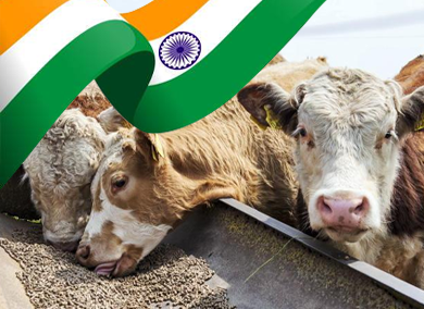 2025 TOP 10 Cattle Feed Manufacturers in India