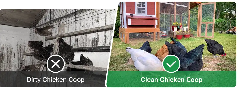 clean chicken coop