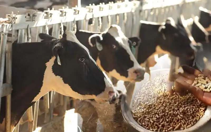 feed pellets for cows