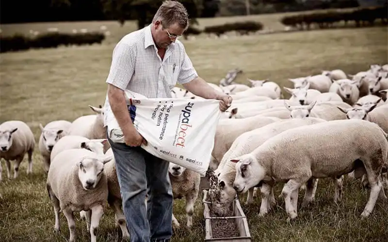 feed sheep with feed pellets