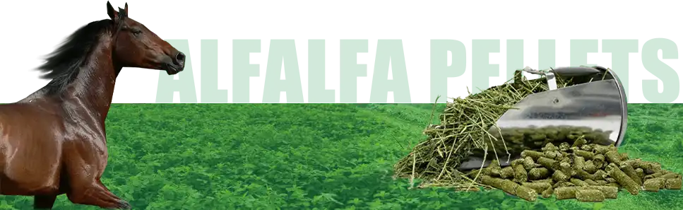 alfalfa for horse pellet