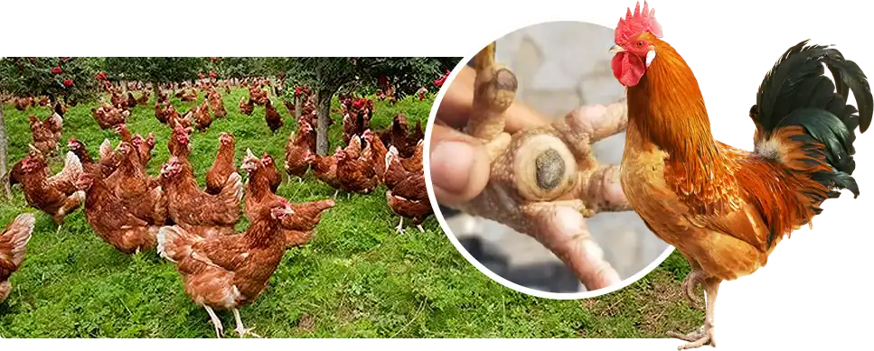 bumblefoot chickens