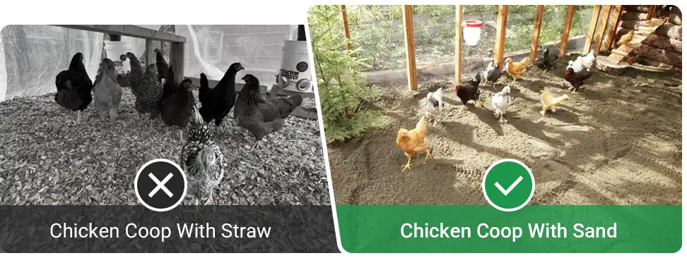 chicken coop with sand