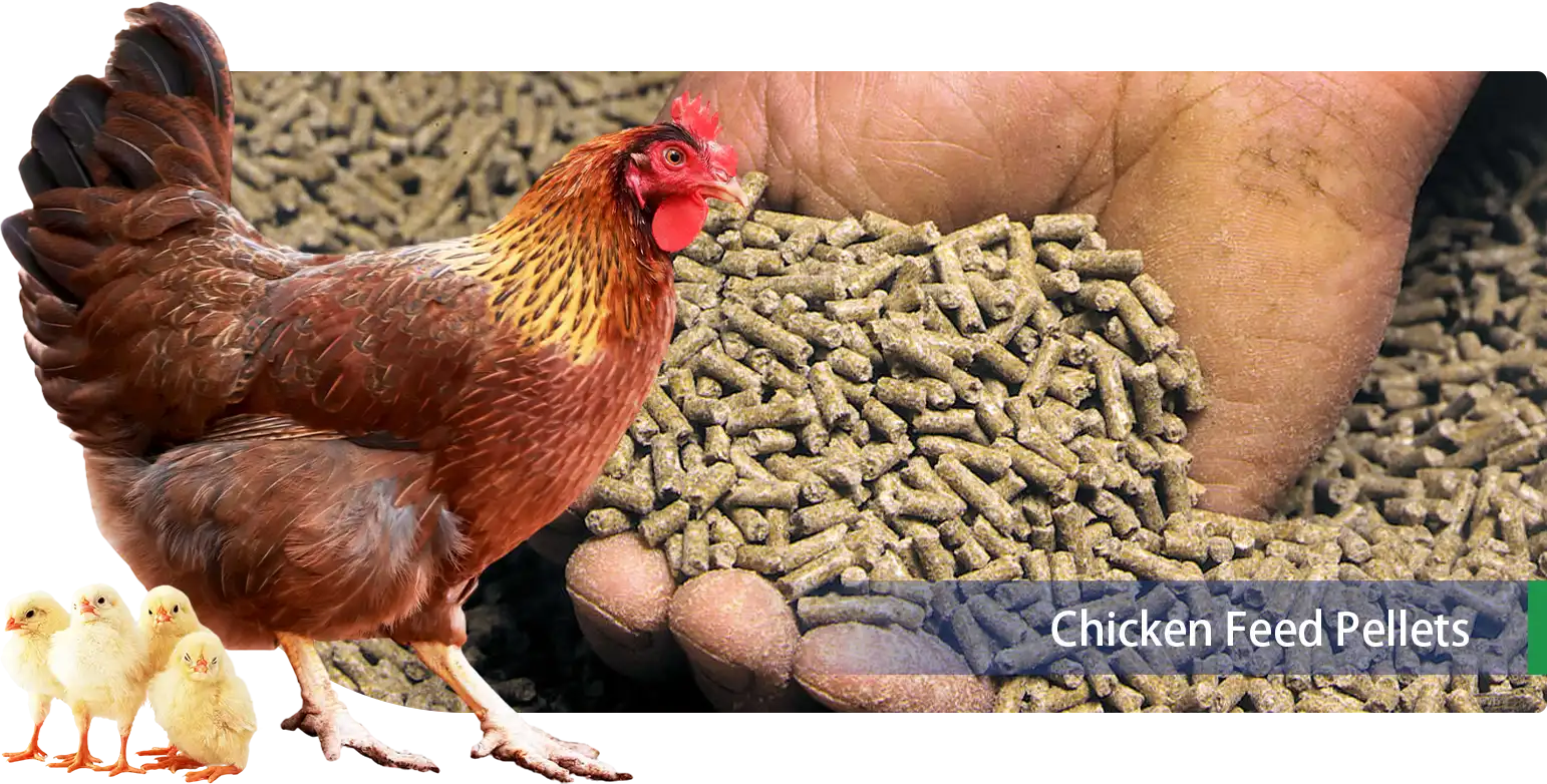 chicken feed pellets