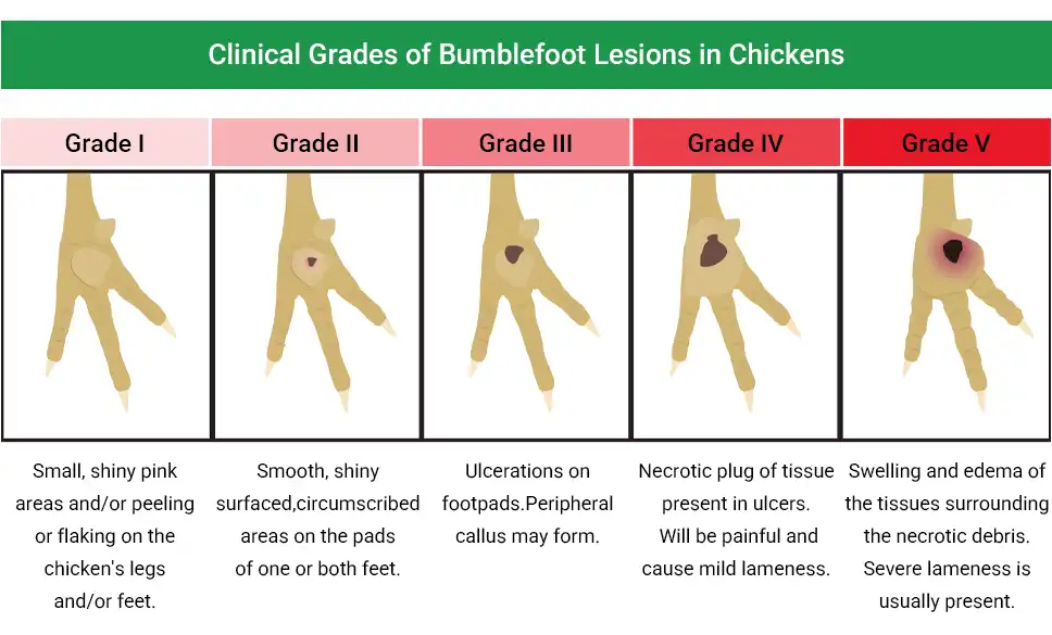 clincal grades of bumblefoot lesions chickens