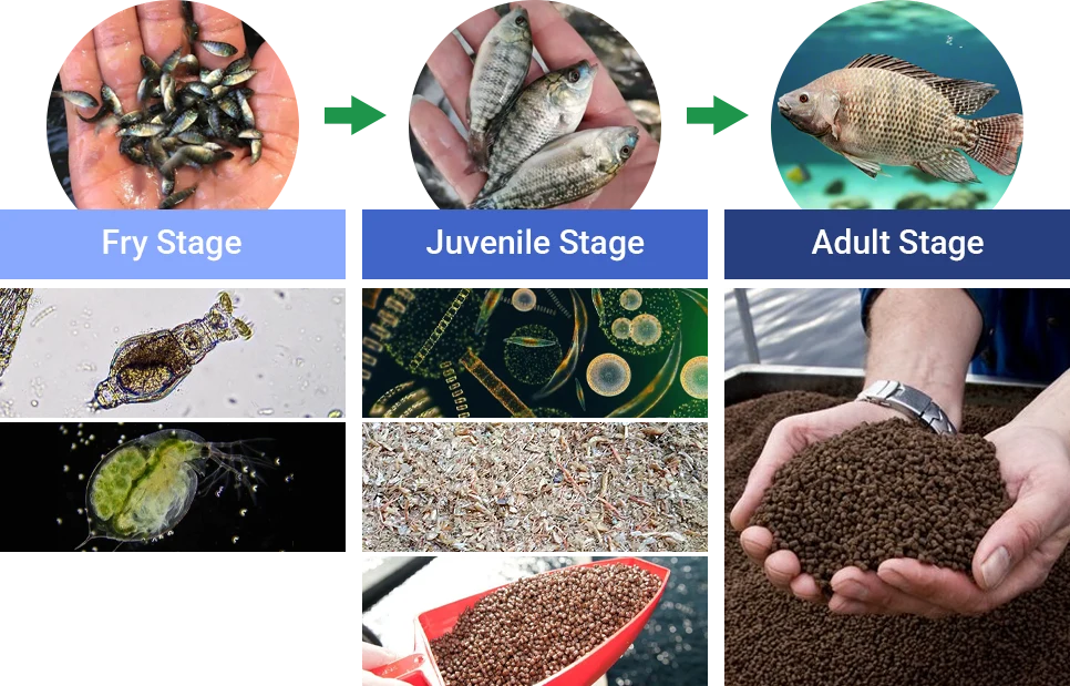 different feeds for different stages of tilapia
