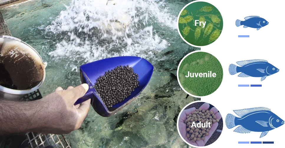 different stages of tilapia