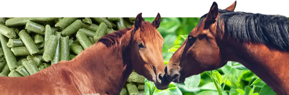 horse pellets