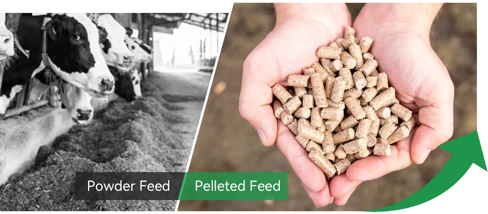 powder feed and pellets feed