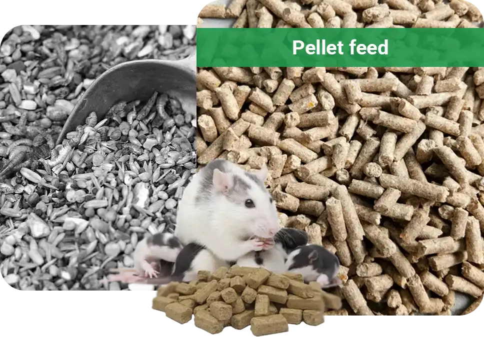 rat pellet feed