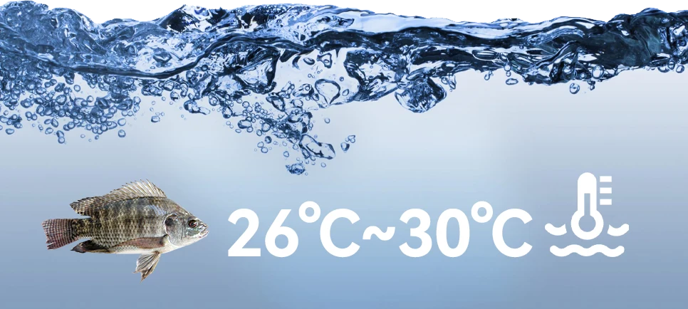 the most suitable tempreature for tilapia