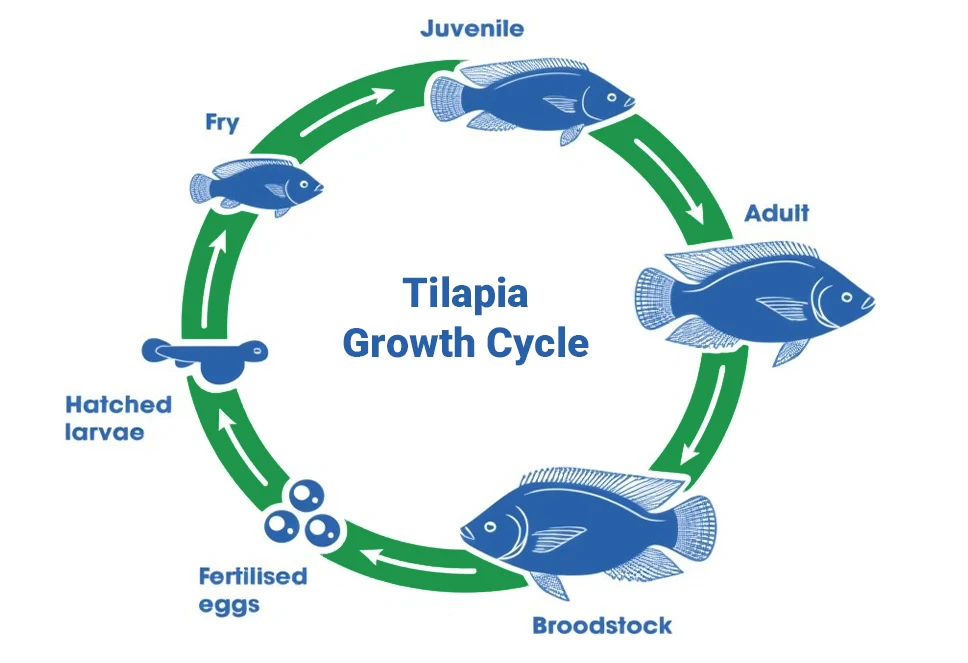 tilapia growth cycle