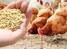 poultry feed