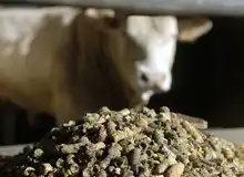 livestock feed